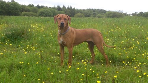 Portrait of dog standing on field