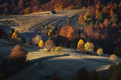 High angle view of autumn trees in forest