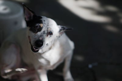 Close-up portrait of dog standing outdoors