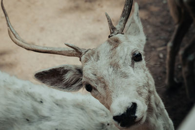 Close-up of deer