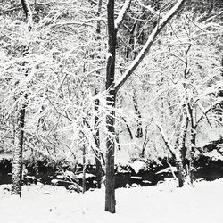 Bare trees on snow covered tree