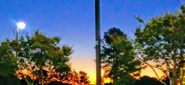 Low angle view of trees against clear sky
