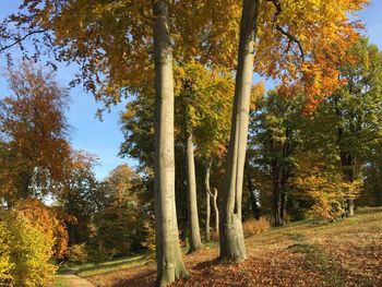 Low angle view of trees in forest during autumn