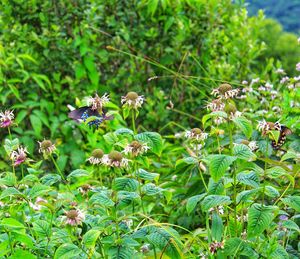 Close-up of flowering plants