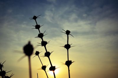 Low angle view of silhouette plant against sky