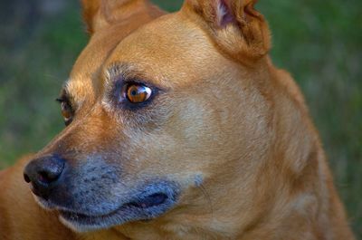 Close-up portrait of dog