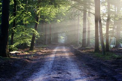 Footpath amidst trees in forest