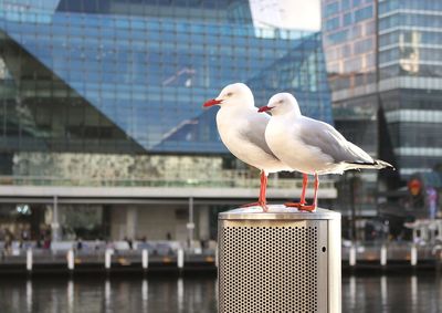 Close-up of seagull perching on building