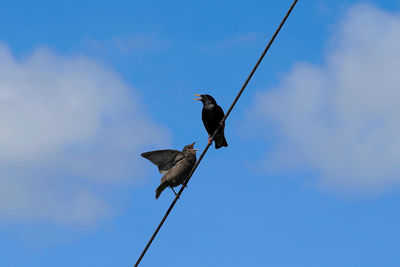 Low angle view of bird perching on cable against sky