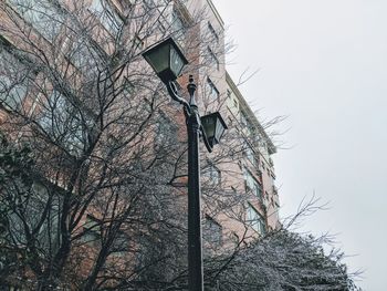 Low angle view of bird perching on tree against sky