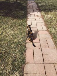 High angle view of cat on footpath