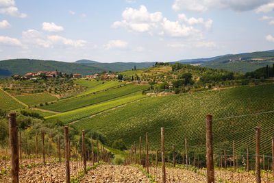 Scenic view of vineyard against sky