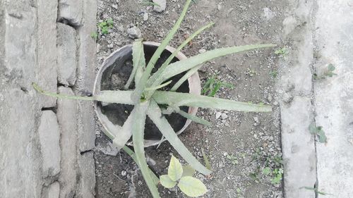 High angle view of plants growing on wall