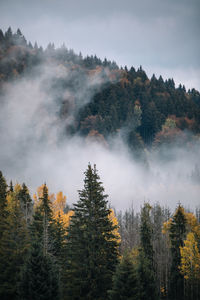 Trees in forest