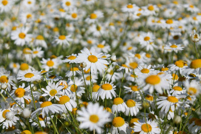 Close-up of white daisy flowers