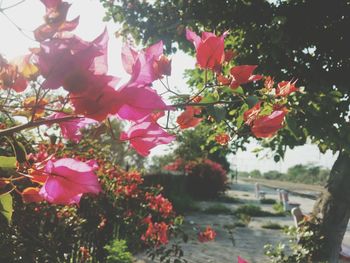 Close-up of pink flowers