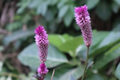 Close-up of purple flowering plant