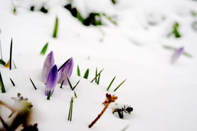 Close-up of purple flowers