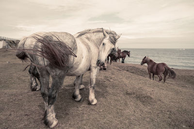 Horses in a field