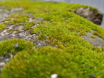 Close-up of moss growing on rock