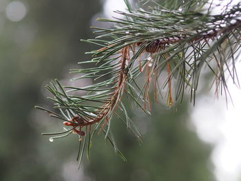 Close-up of pine tree branch