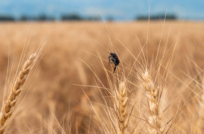 Close-up of stalks in wheat field