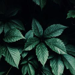 Close-up of plants growing outdoors