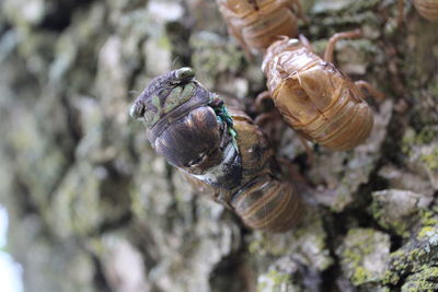 Close-up of beetles on tree trunk