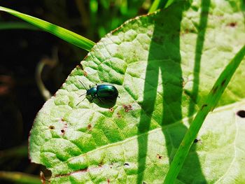 Close-up of insect on plant