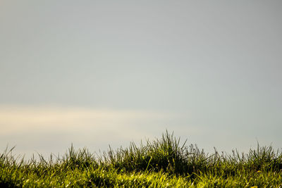 Scenic view of grassy field against sky