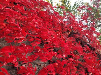 Close-up of red maple tree