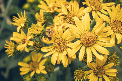 Close-up of yellow flowering plant