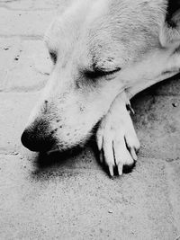 Close-up of dog sleeping