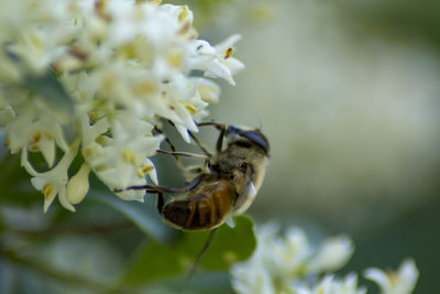 Close-up of bee pollinating on flower