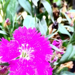 Close-up of pink flower