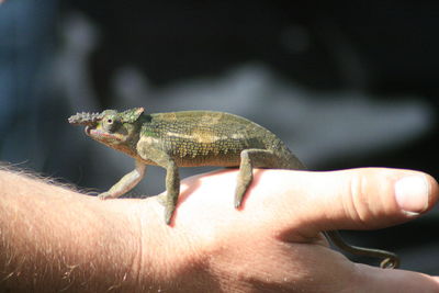 Close-up of man holding leaf