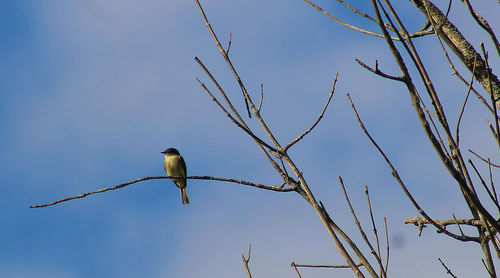 Low angle view of bird perching on branch against sky