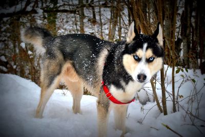 Dog on snow field during winter