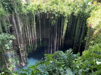 Scenic view of waterfall in forest