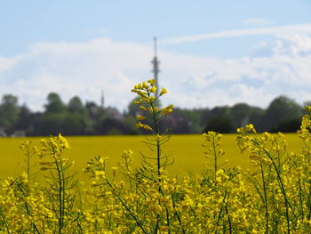 View of yellow flowering plants in field against cloudy sky