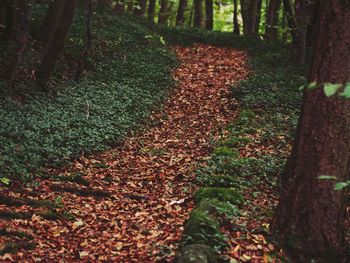 Surface level of fallen leaves on footpath in forest