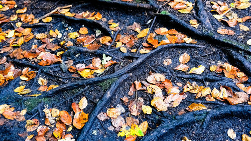 High angle view of dry leaves on field