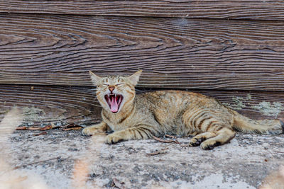 Portrait of cat yawning