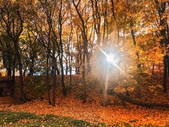 Sunlight streaming through trees in forest during autumn