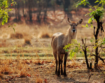 Female waterbuck standin