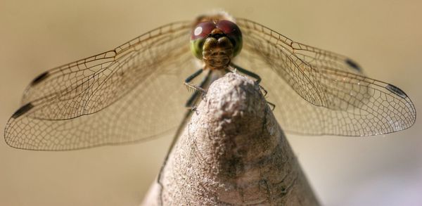 Close-up of insect