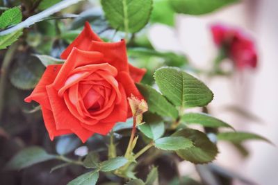 Close-up of red rose