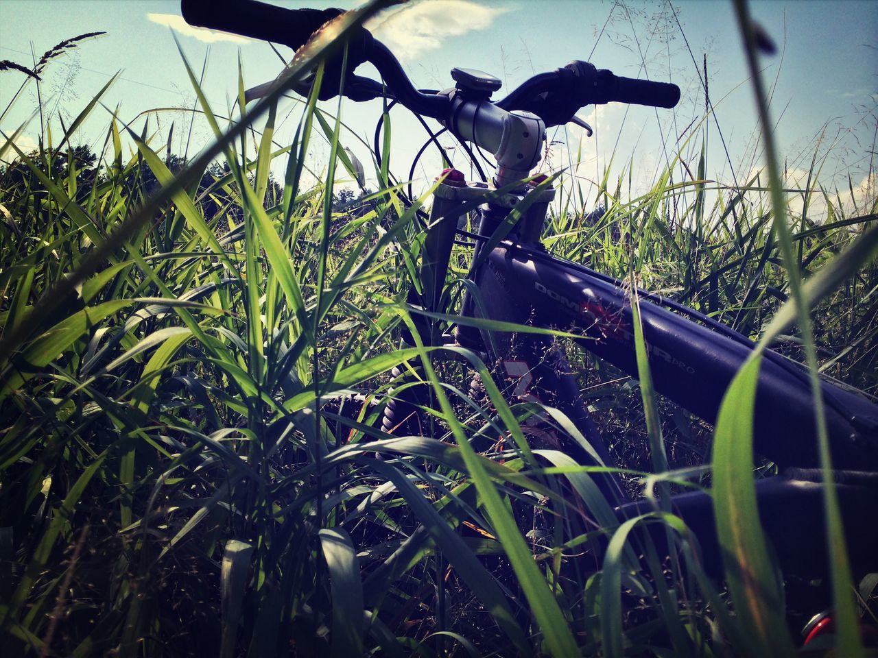 grass, field, plant, grassy, sunlight, growth, land vehicle, mode of transport, transportation, bicycle, green color, close-up, sky, outdoors, nature, day, no people, front or back yard, part of