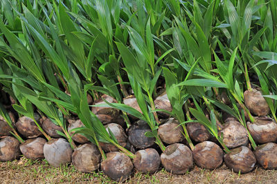 High angle view of corn field