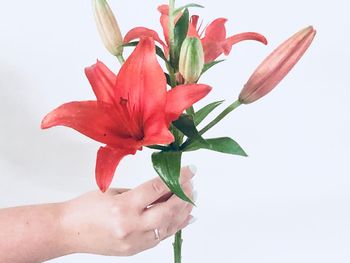 Close-up of hand holding red rose against white background